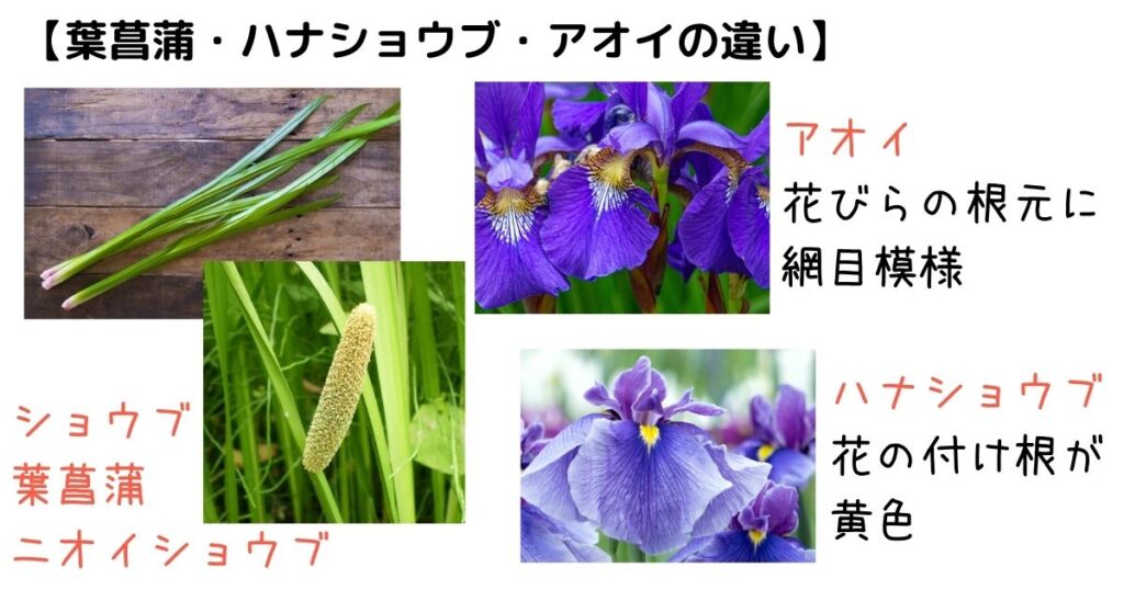葉菖蒲 ハショウブ ショウブ アヤメ ハナショウブ 花菖蒲 違い 画像 写真