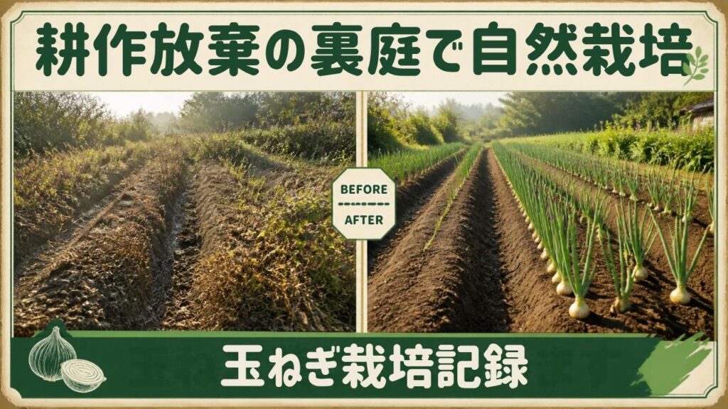 耕作放棄地の裏庭で自然栽培 垂直栽培 玉ねぎ栽培 日記 記録