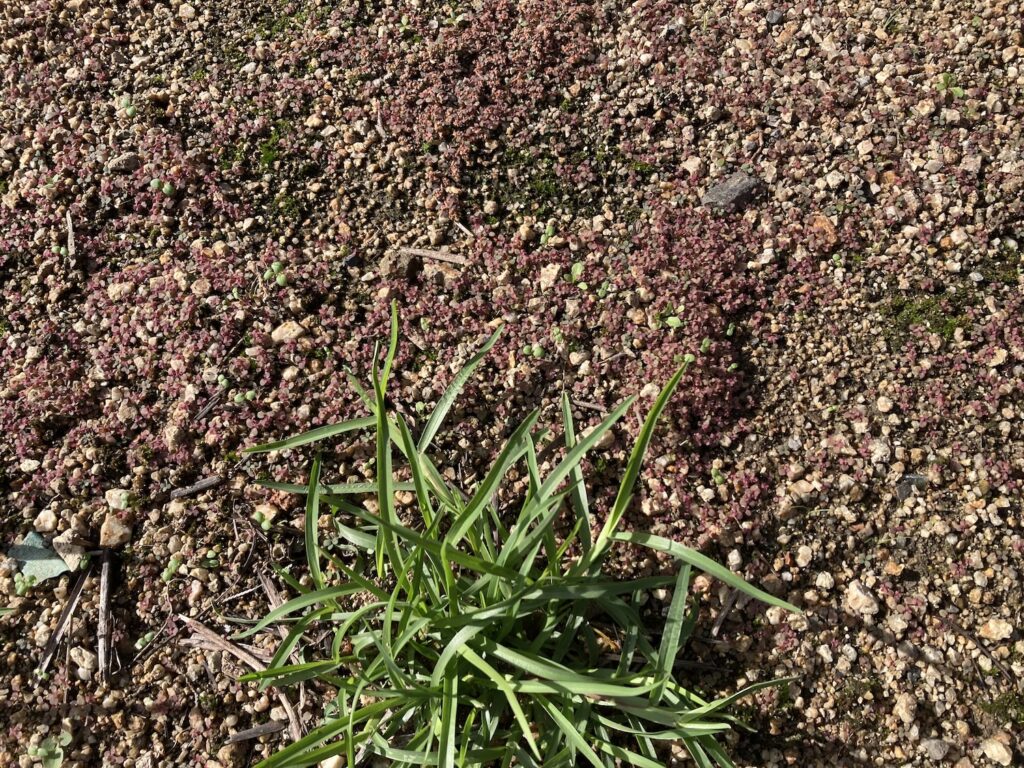 小錦草 秋 雑草 ティフ・エリート ティフエリート ピンク 匍匐