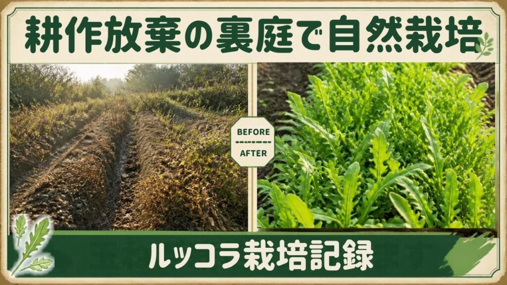 耕作放棄地の裏庭で自然栽培 垂直栽培 垂直仕立て栽培 ルッコラ栽培 日記 記録
