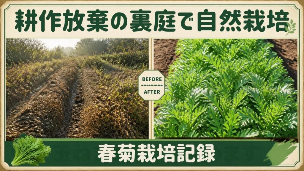 耕作放棄地の裏庭で自然栽培 垂直栽培 垂直仕立て栽培 春菊栽培 日記 記録