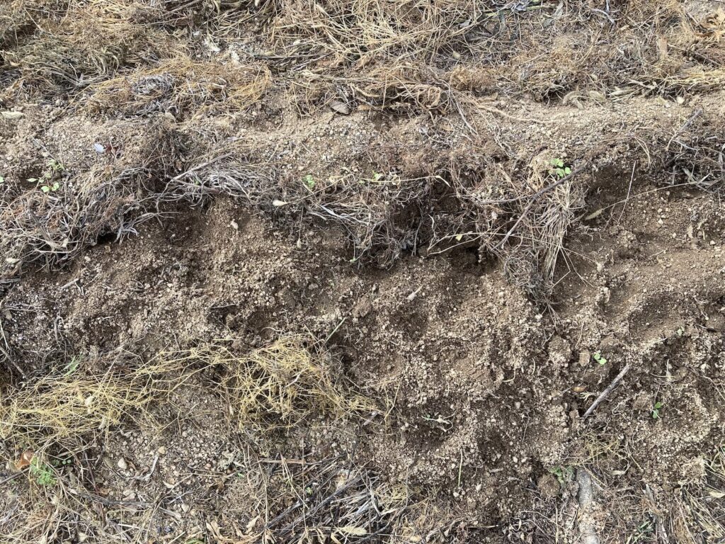 動物による球根掘り返し
