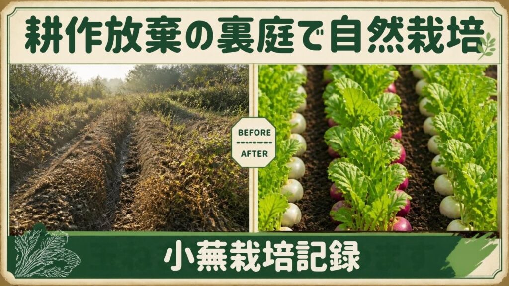 耕作放棄地の裏庭で自然栽培 垂直栽培 垂直仕立て栽培 小蕪栽培 赤蕪 日記 記録